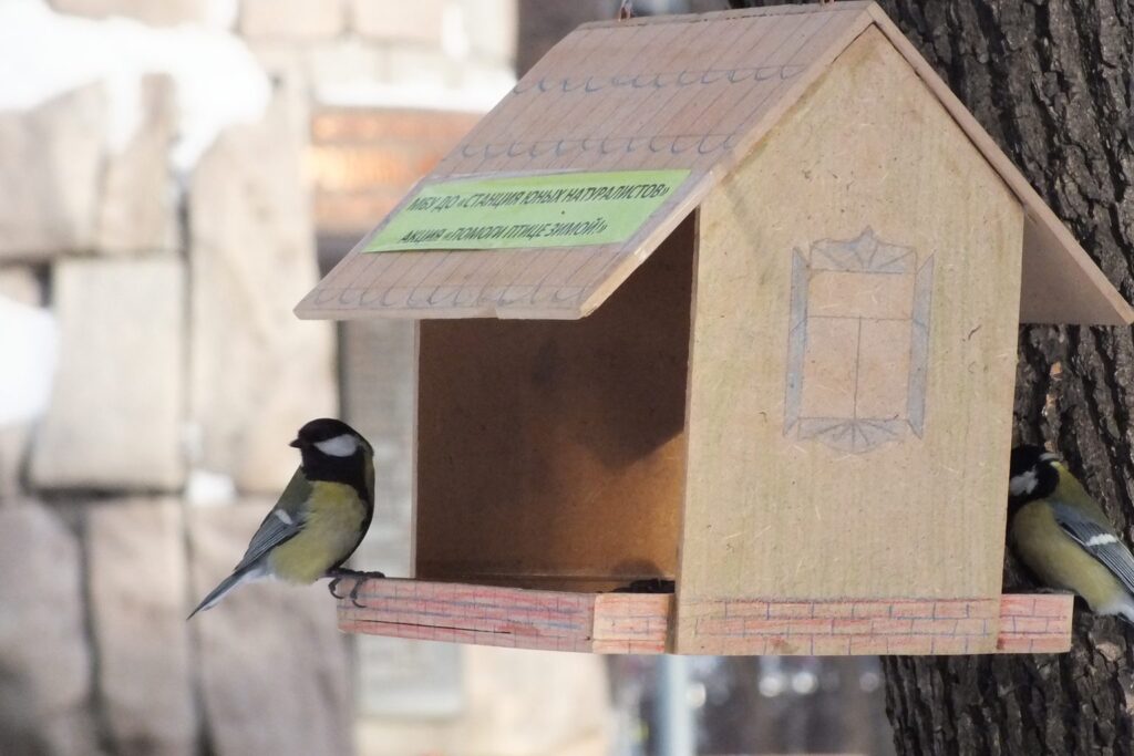 Kohlmeise an einem hölzernen Vogelfutterhaus