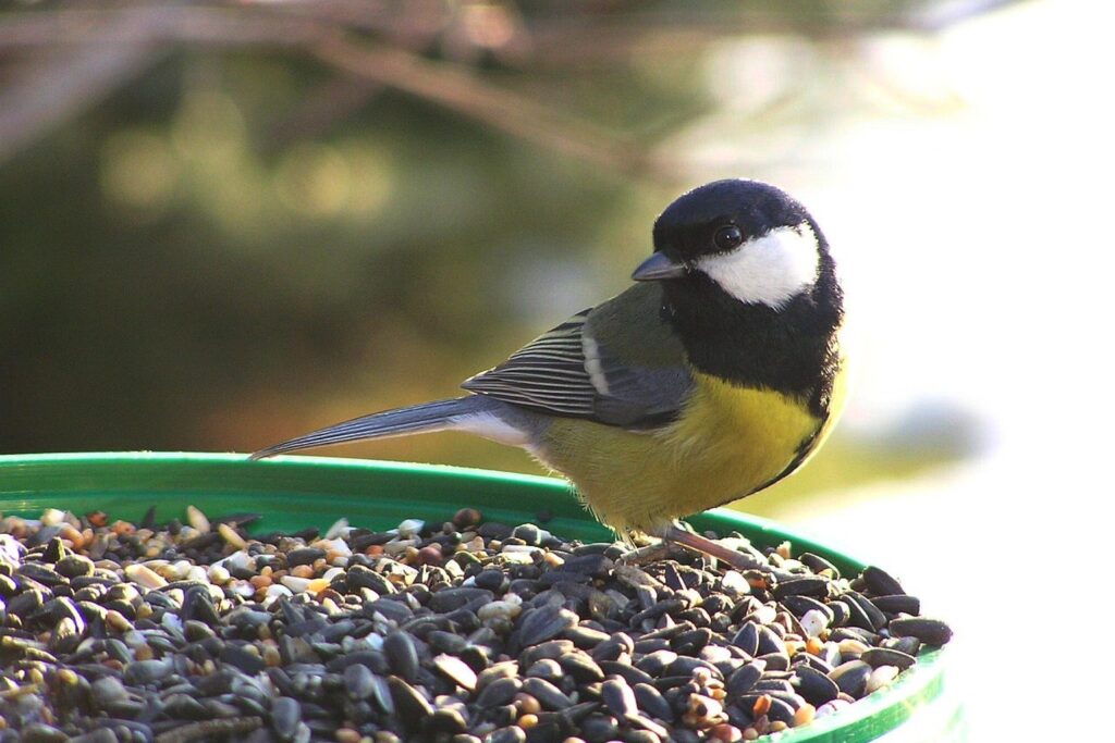 Kohlmeise frisst Sonnenblumenkerne aus einer Futterschale