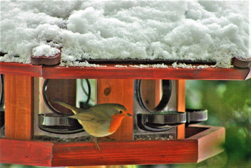 Rotkehlchen in einem verschneiten Futterhaus